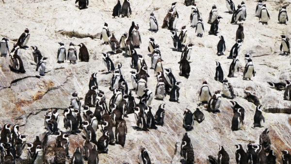 野生のペンギンに会う旅：アルゴラ湾編
