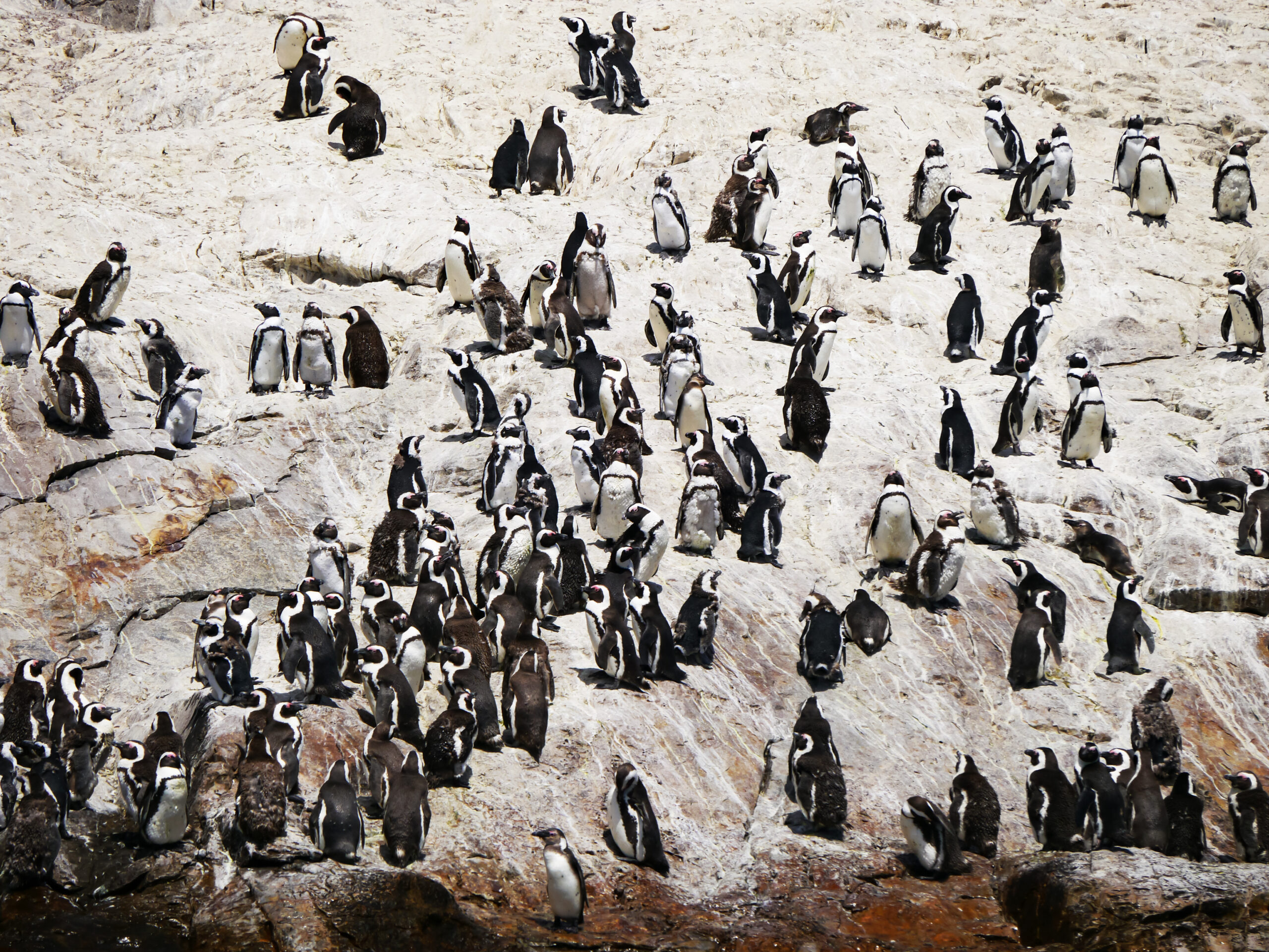 野生のペンギンに会う旅：アルゴラ湾編