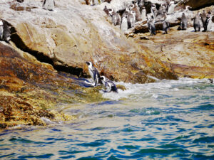 セントクロア島のペンギン