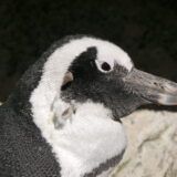 ケープペンギン/アフリカンペンギンの画像
