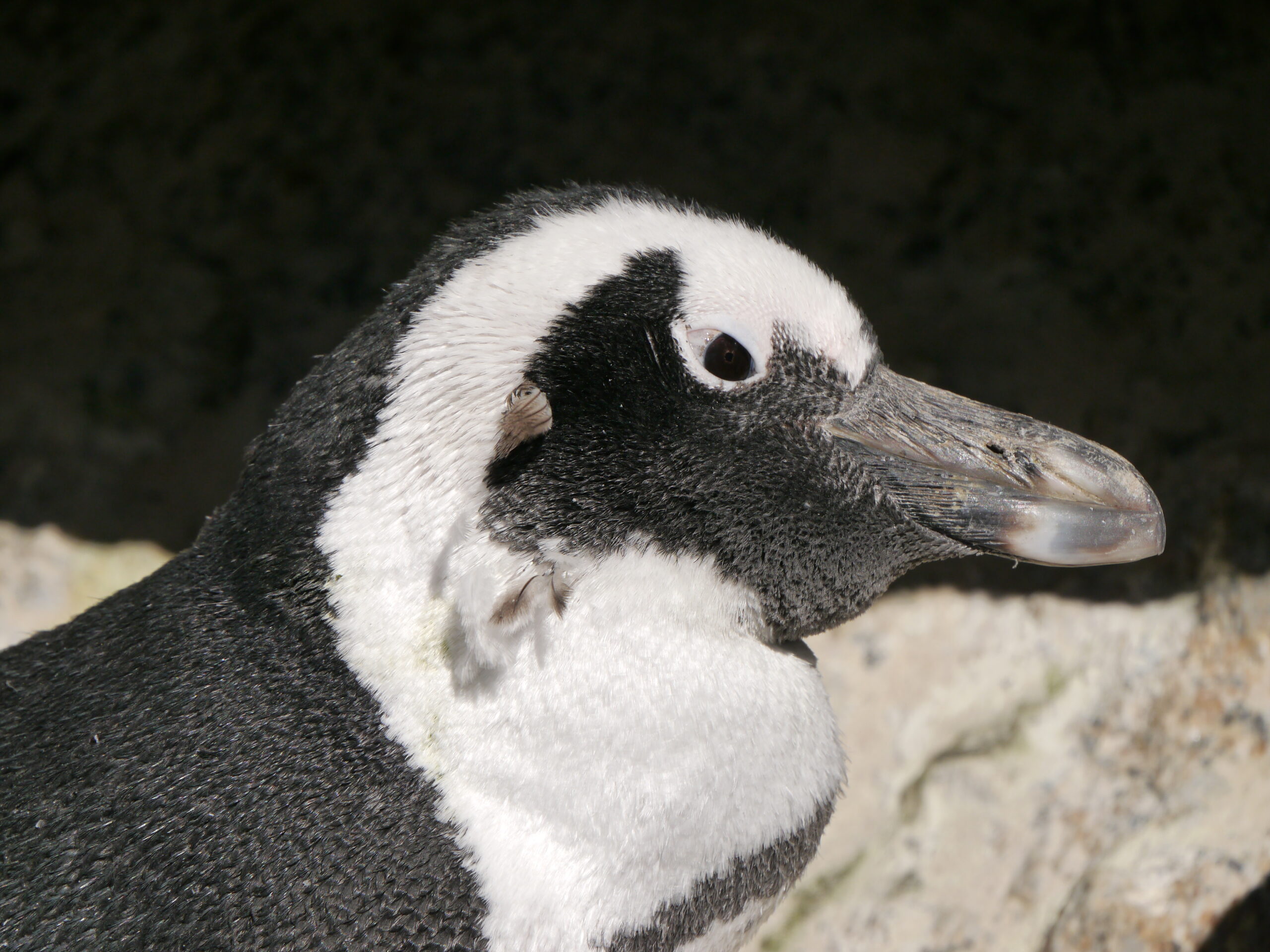 【2023年版】日本でケープペンギン（アフリカンペンギン）に会える水族館・動物園