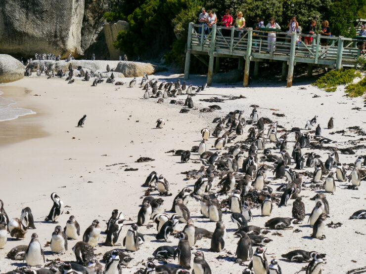 ボルダーズビーチのアフリカンペンギン/ケープペンギン