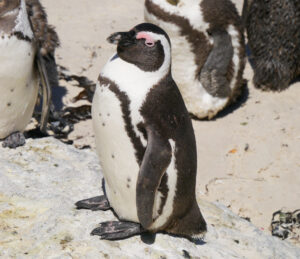 ケープペンギン/アフリカンペンギンの全身画像