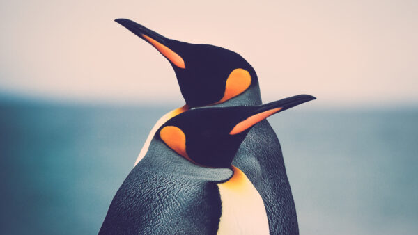 ペンギンの全種類！絶滅の恐れも…地球上に生息するペンギン全18種をご紹介