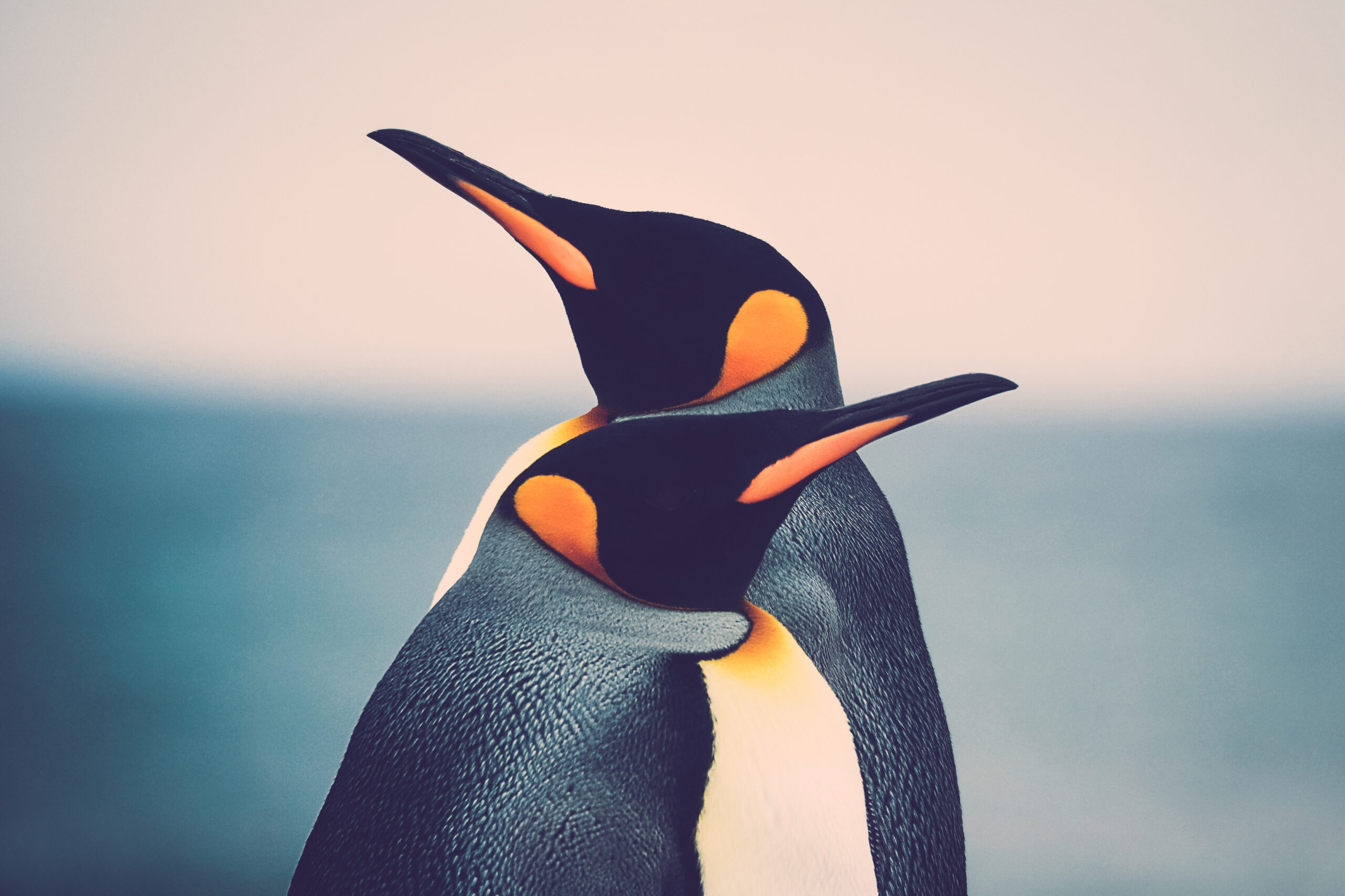 ペンギンの全種類！絶滅の恐れも…地球上に生息するペンギン全18種をご紹介