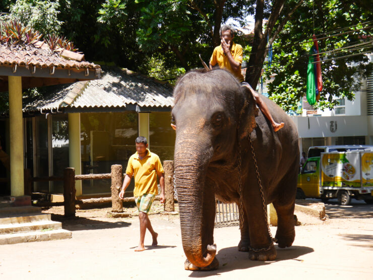 Elephant walking with elephant elephant driver mahouts