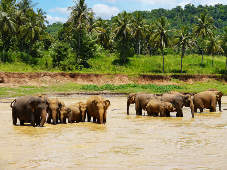 Elephants bathing in the river at the Pinnawala Elephant Orphanage, Sri Lanka