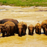 Elephants lining the river at the Pinnawala Elephant Orphanage, Sri Lanka