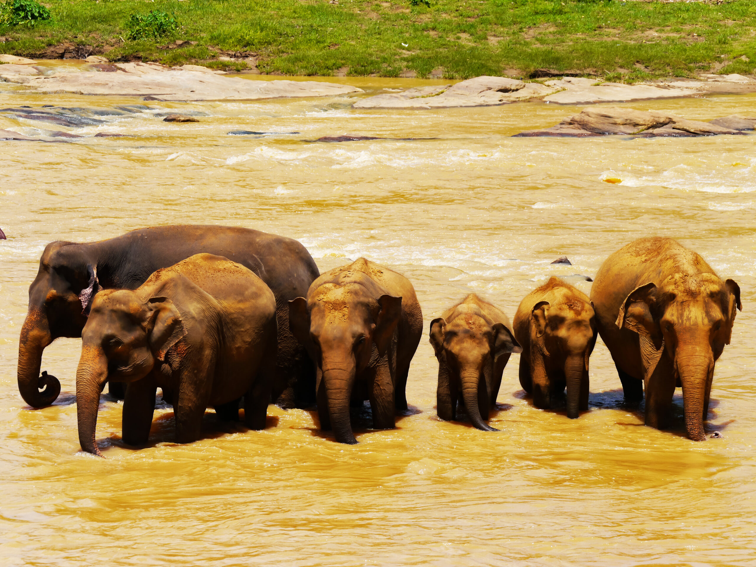 90頭以上！スリランカの象の孤児院へゾウの群れに会いに行く旅＠ピンナワラ